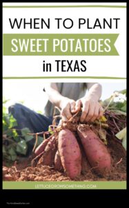 Sweet Potato Planting in Texas the Ultimate Guide