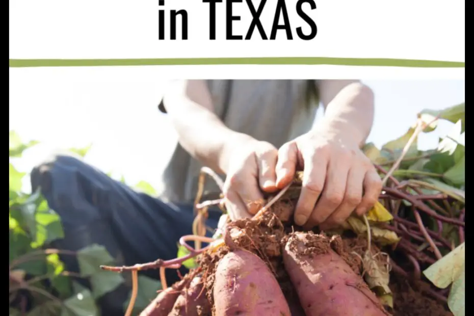 Sweet Potato Planting in Texas the Ultimate Guide