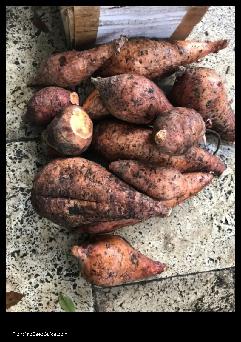 how to plant sweet potatoes in florida