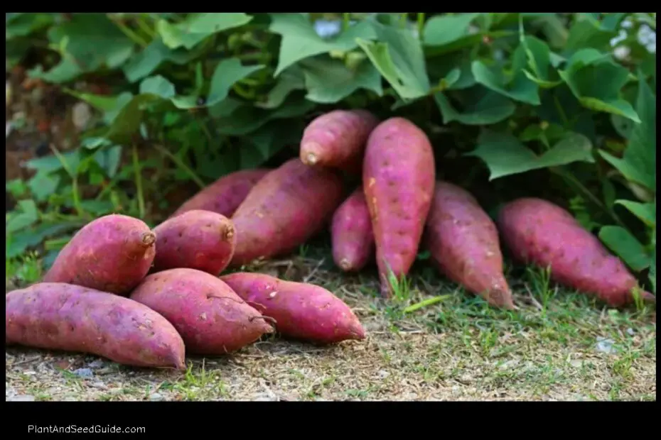 Sweet Potato Success in Florida a Step by Step Guide