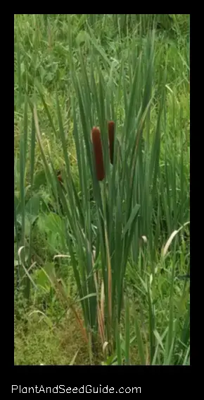 what plant looks like a corn dog