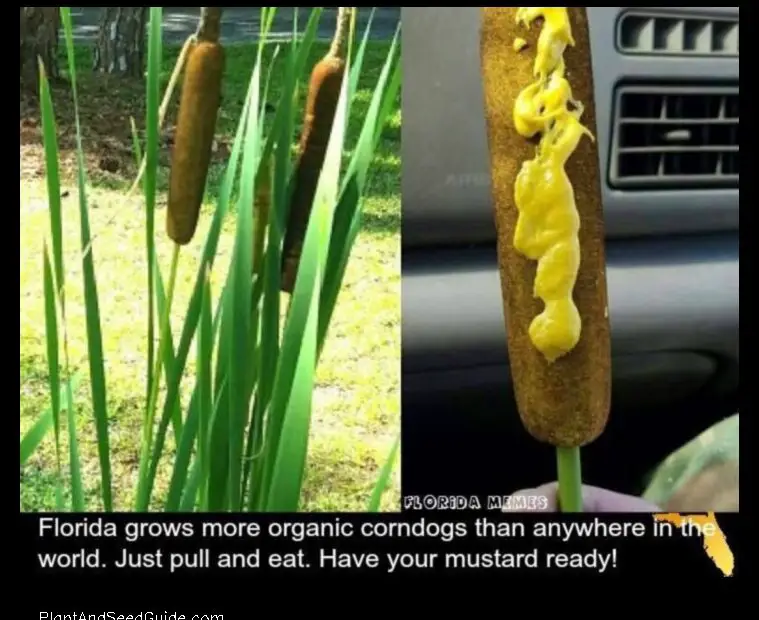 The Corn Dog Plant a Natural Oddity