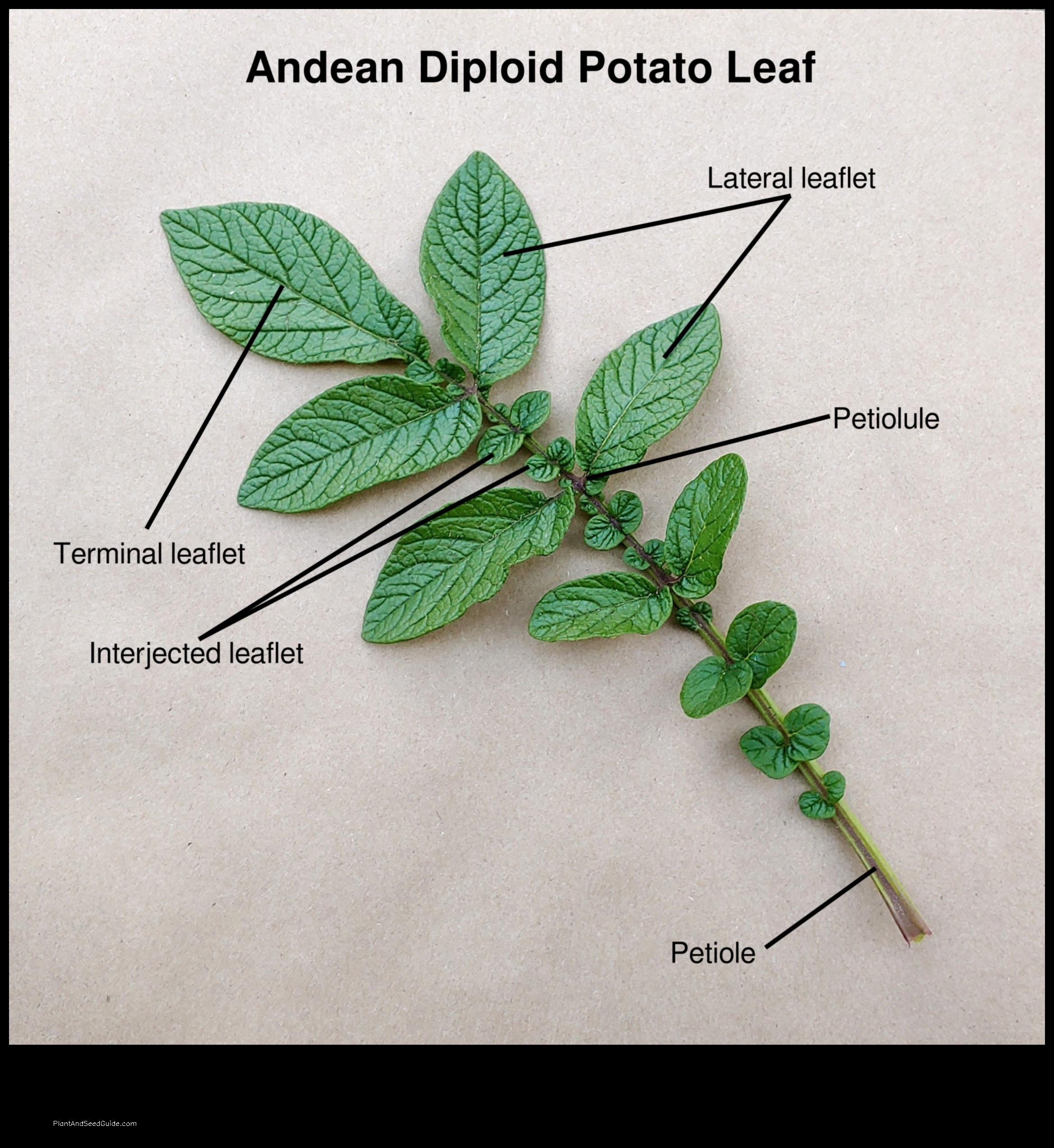 what do potato plant leaves look like