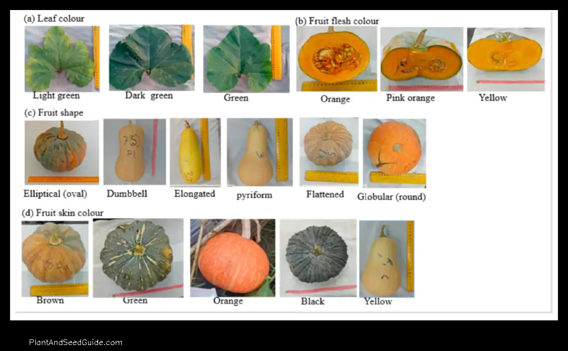what do pumpkin plant leaves look like