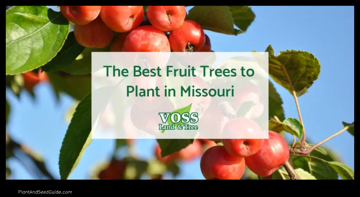 when to plant apple trees in missouri