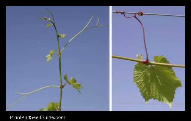 The Tendrils and Tendril Like Structures That Keep Plants Standing
