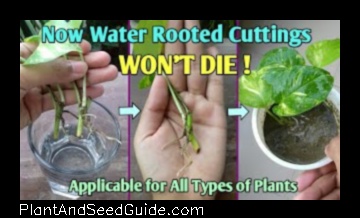 how to transfer plant from water to soil
