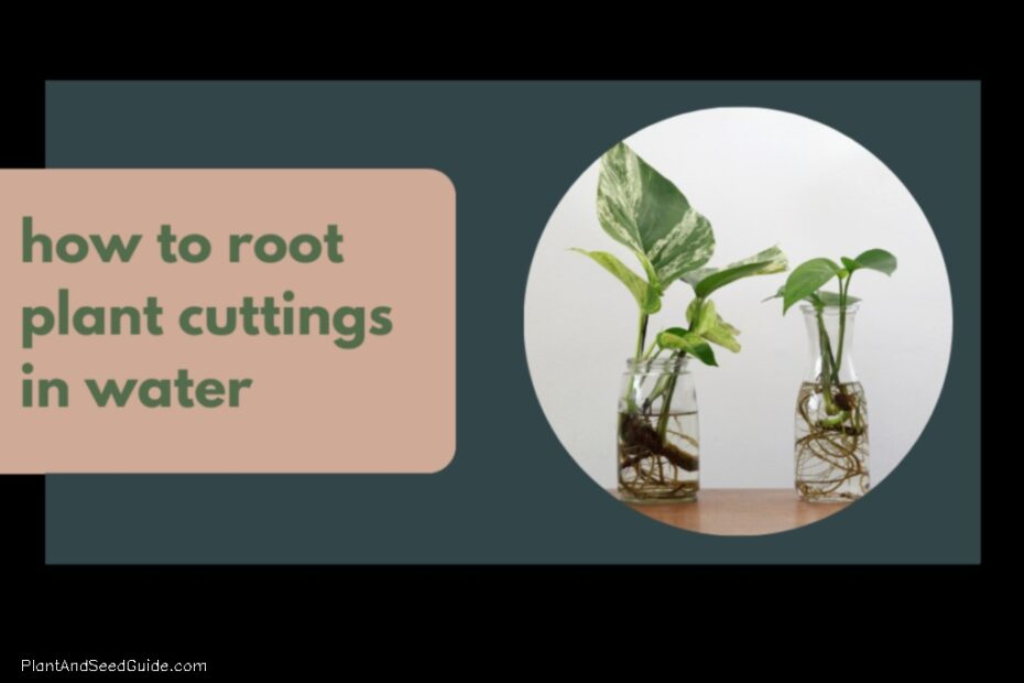 Transplant Like a Pro How to Transfer a Plant from Water to Soil