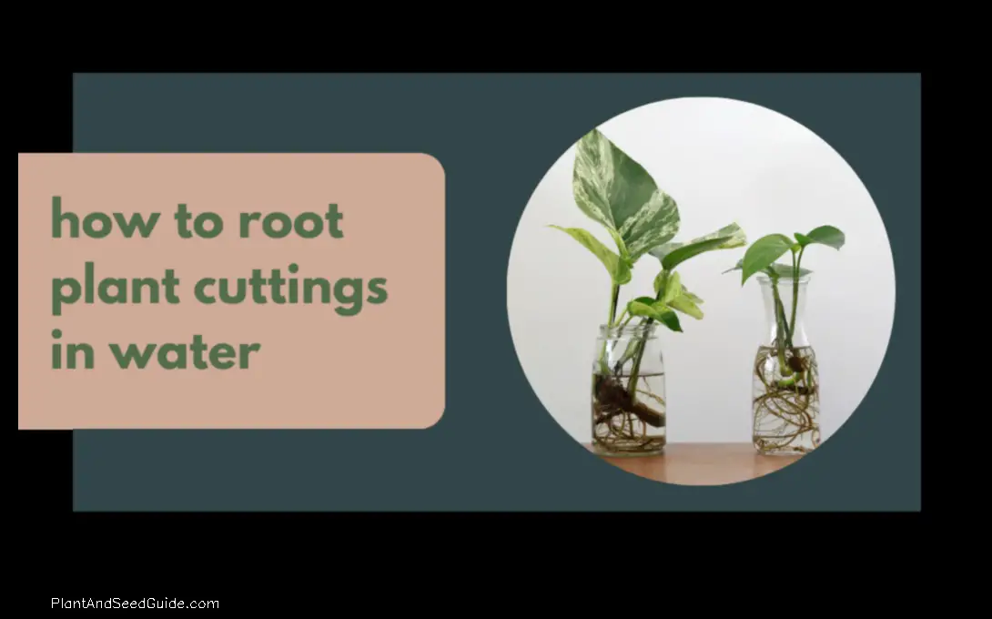 how to transfer plant from water to soil