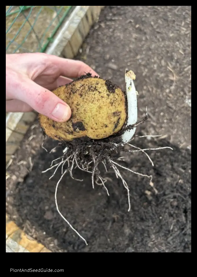 what happens if you plant potatoes upside down
