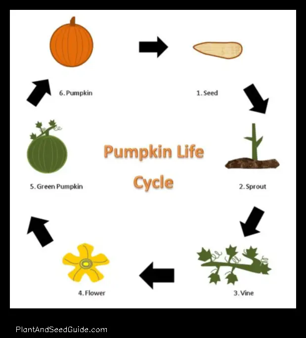 what does a pumpkin plant look like