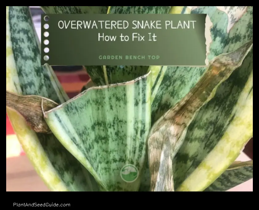 what does an overwatered snake plant look like