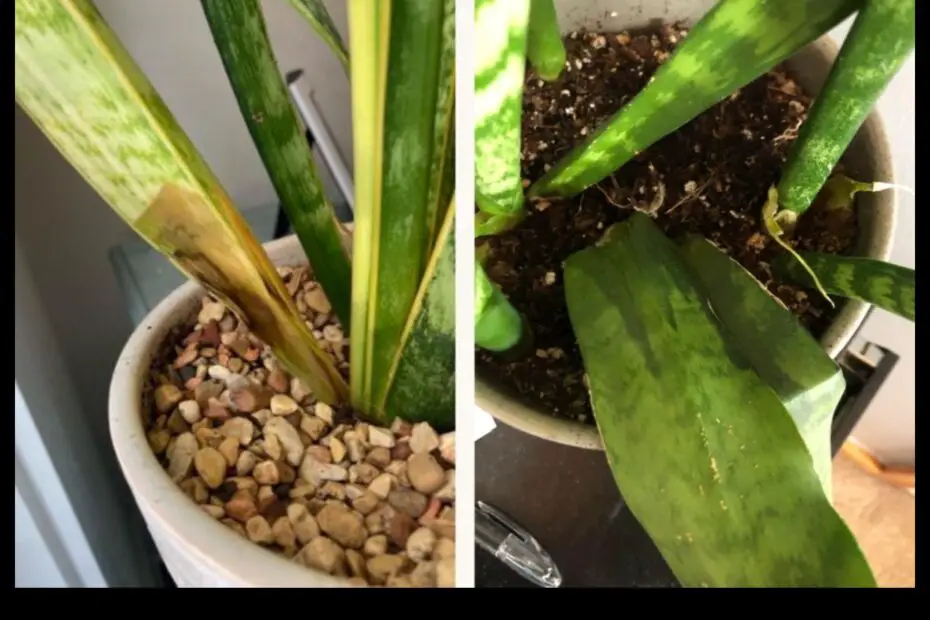 What Does an Overwatered Snake Plant Look Like a Visual Guide