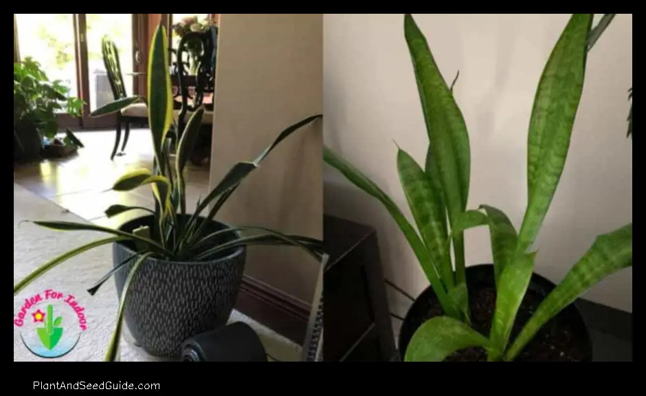 what does an underwatered snake plant look like