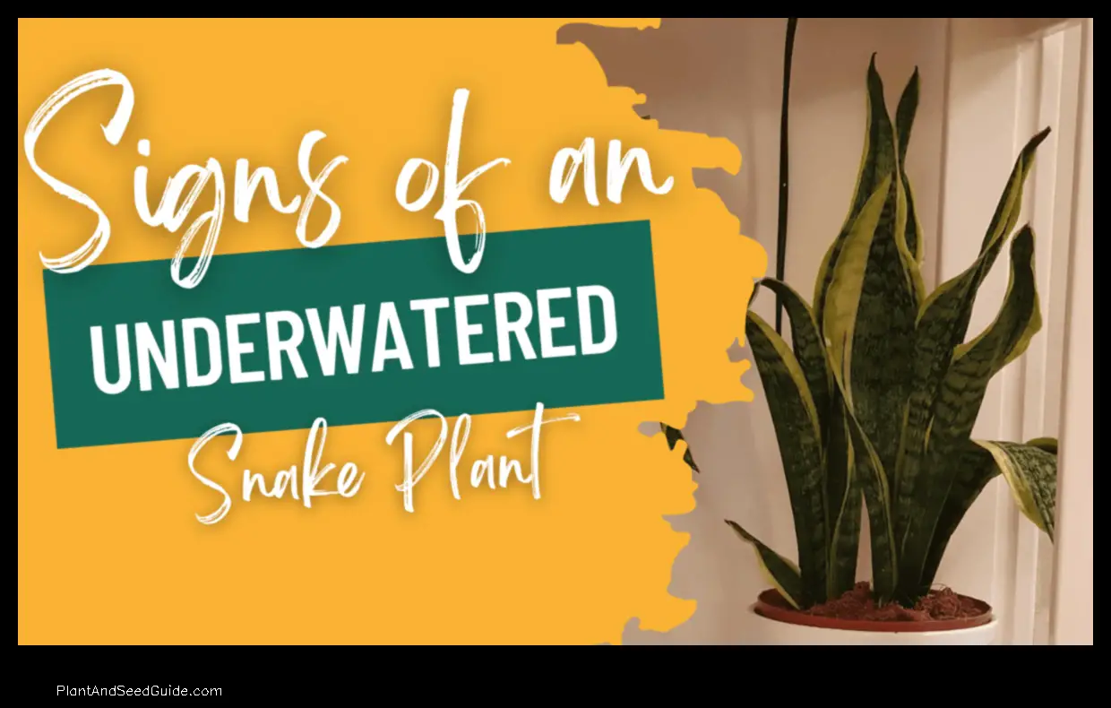 what does an underwatered snake plant look like