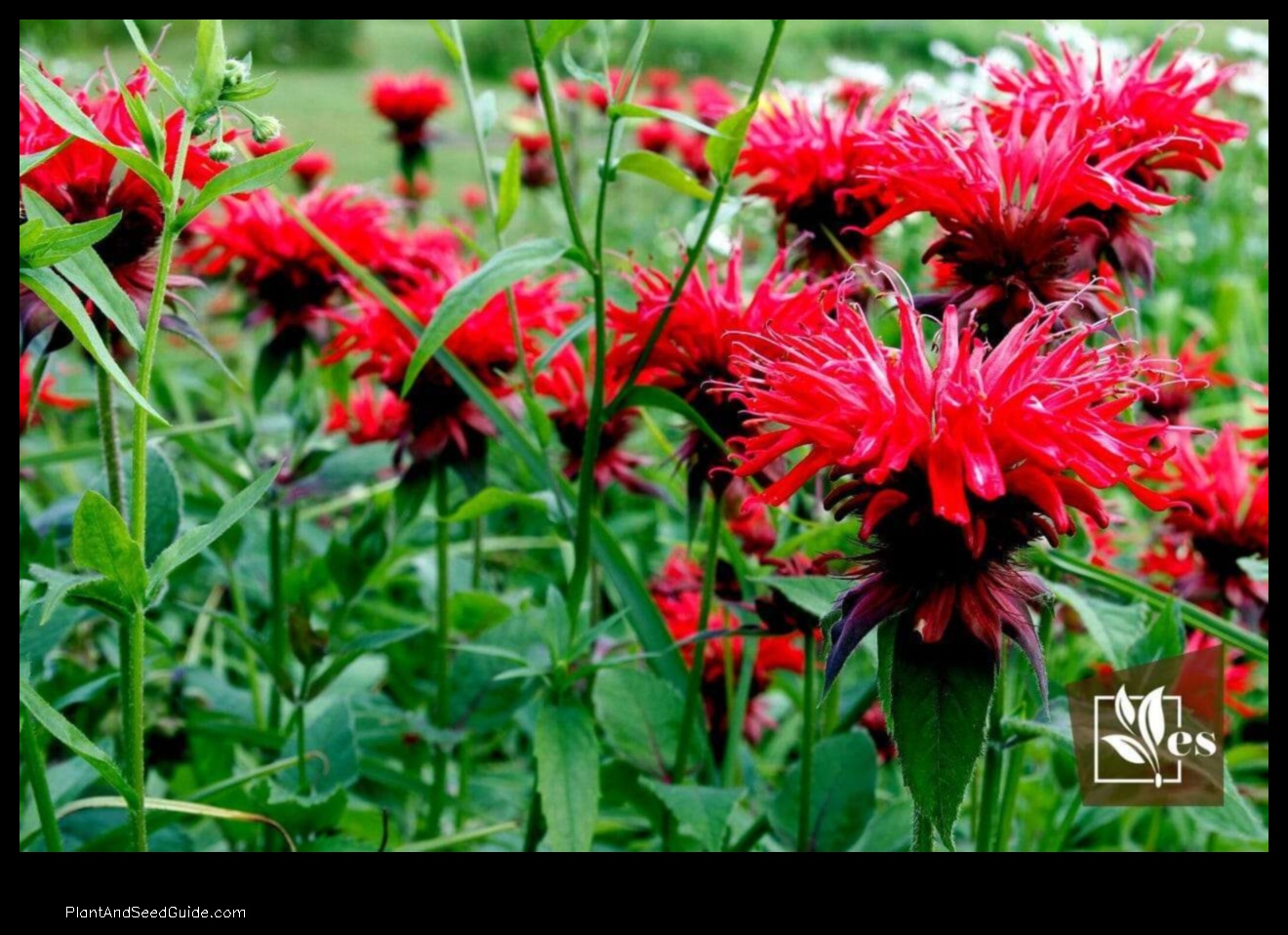 what not to plant with bee balm