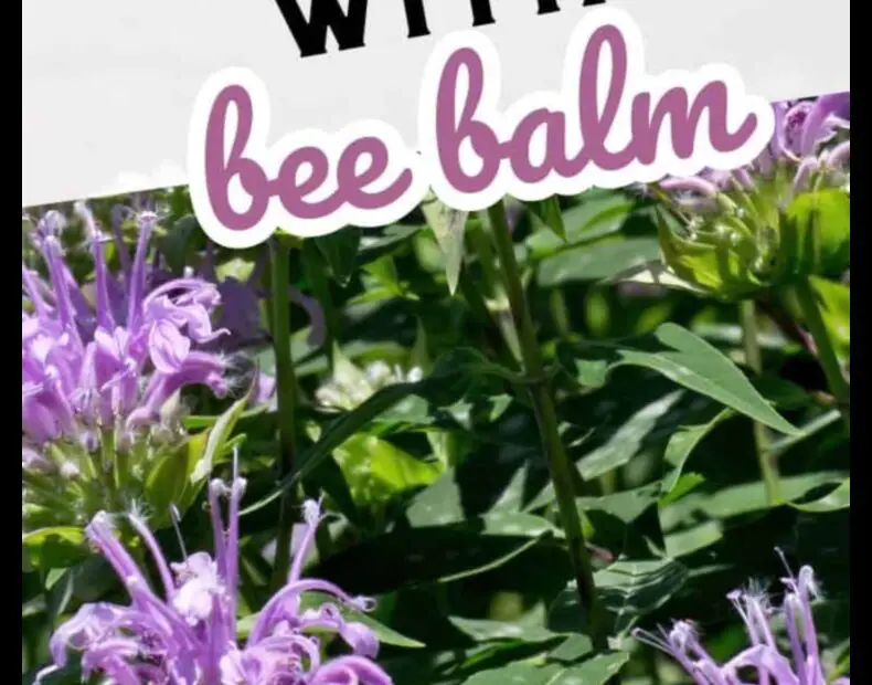 What Not to Plant with Bee Balm a Guide to Companion Planting