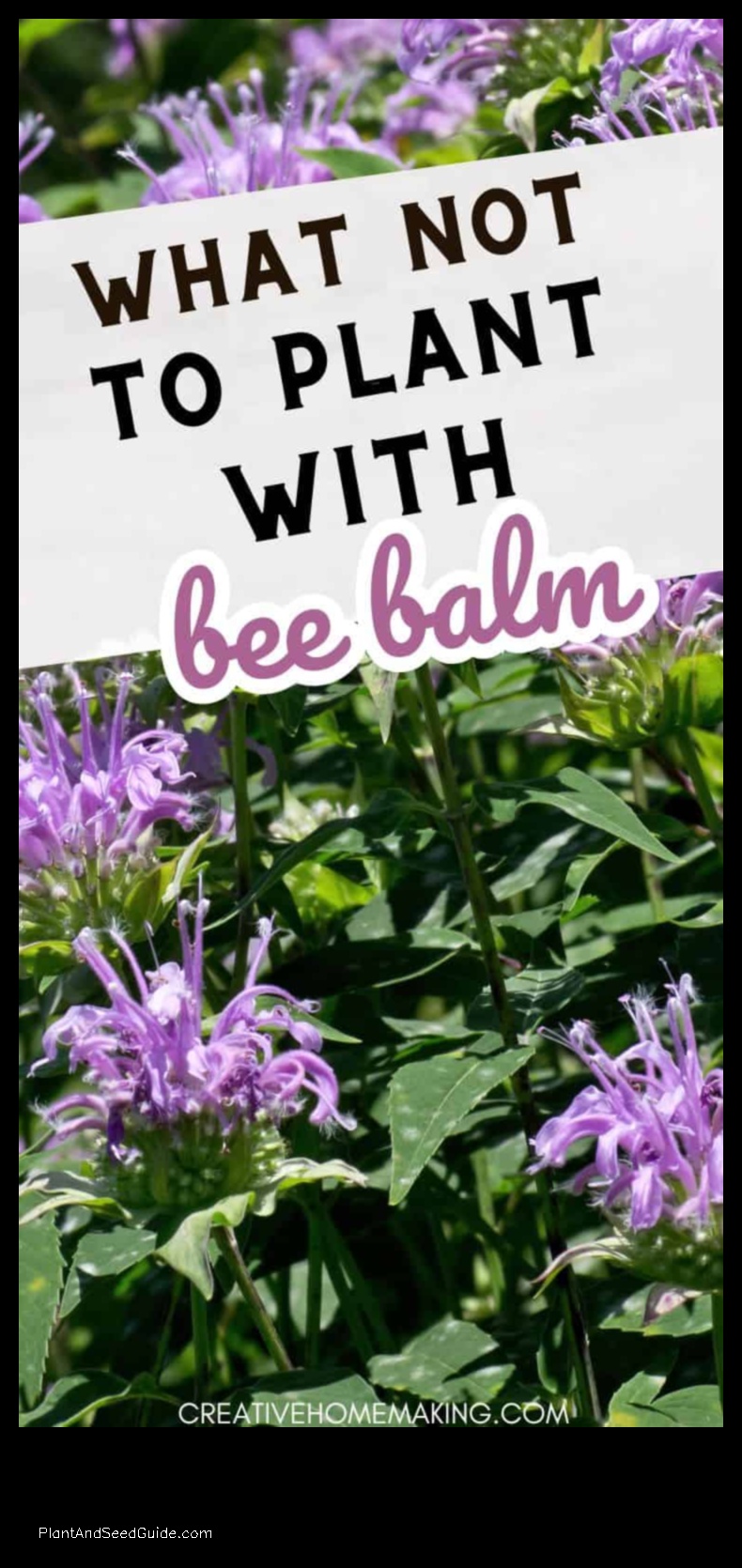 what not to plant with bee balm