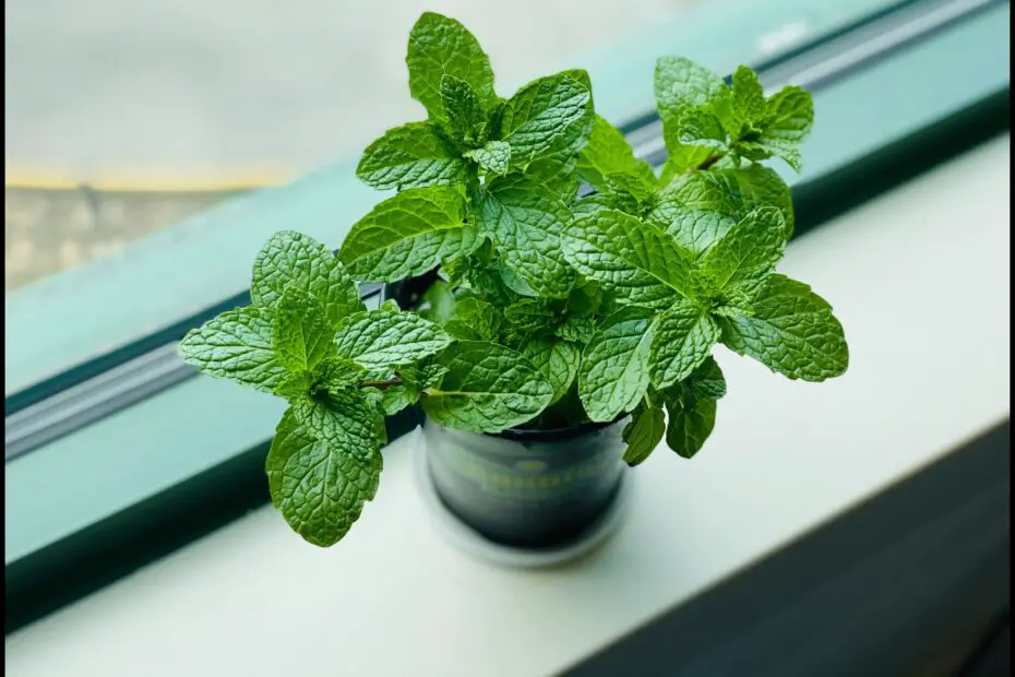 What Not to Plant with Mint a Comprehensive Guide
