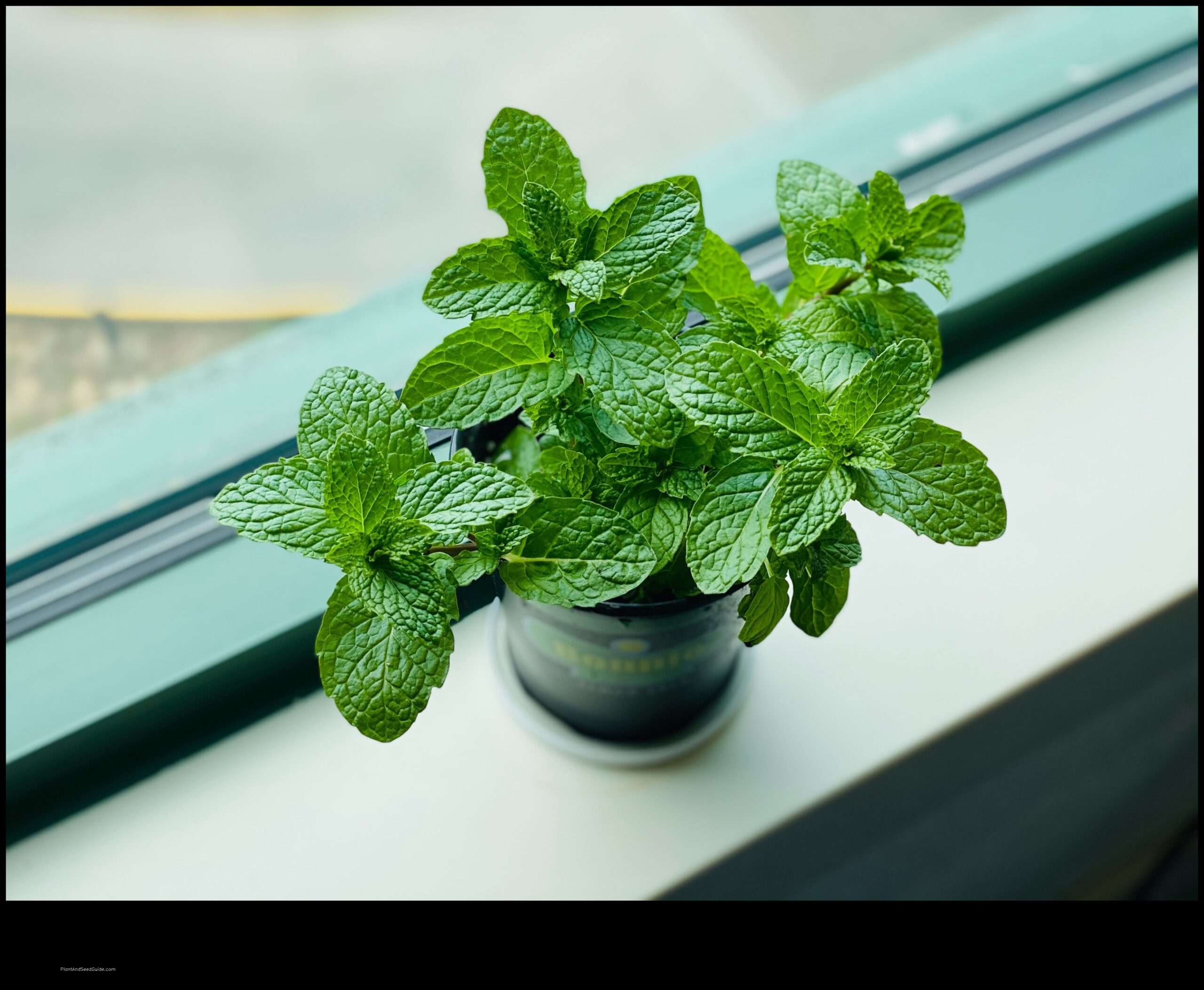 what not to plant with mint