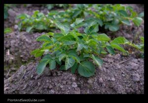 What to Plant After Potatoes a Guide to Crop Rotation