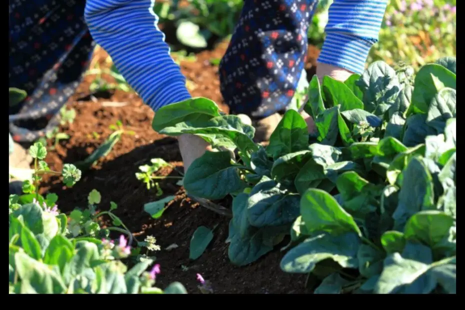 What to Plant Near Spinach for a Healthy and Productive Garden