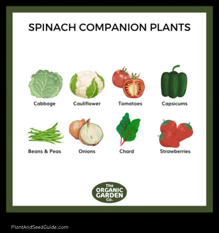 what to plant next to spinach