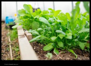 What to Plant Next to Spinach the Best Companions for a Healthy Crop
