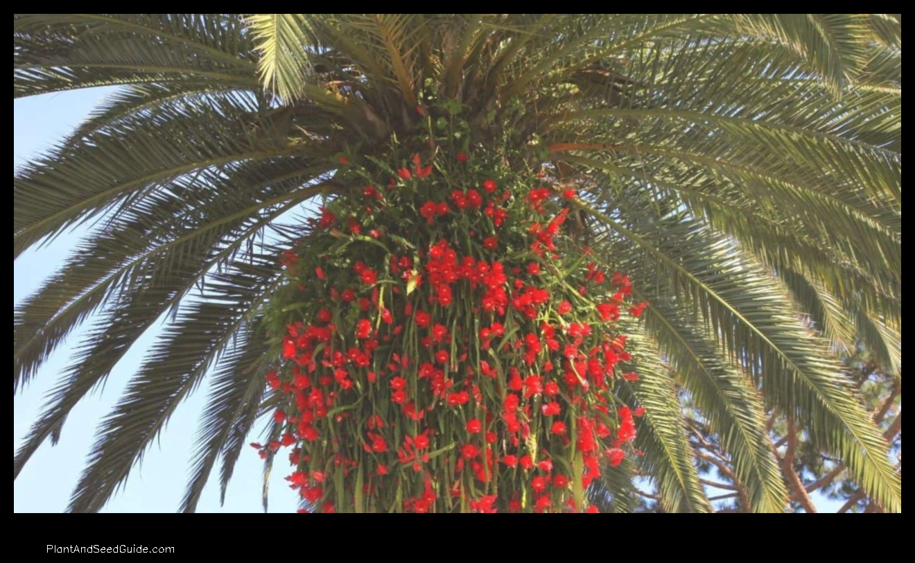 what to plant with palm trees
