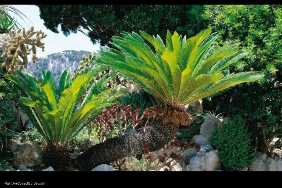 What to Plant with Palm Trees a Guide to the Perfect Companion Plants