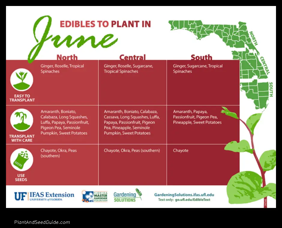 what to plant in july in florida