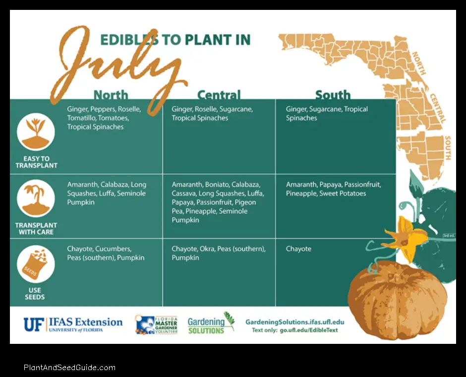 what to plant in july in florida