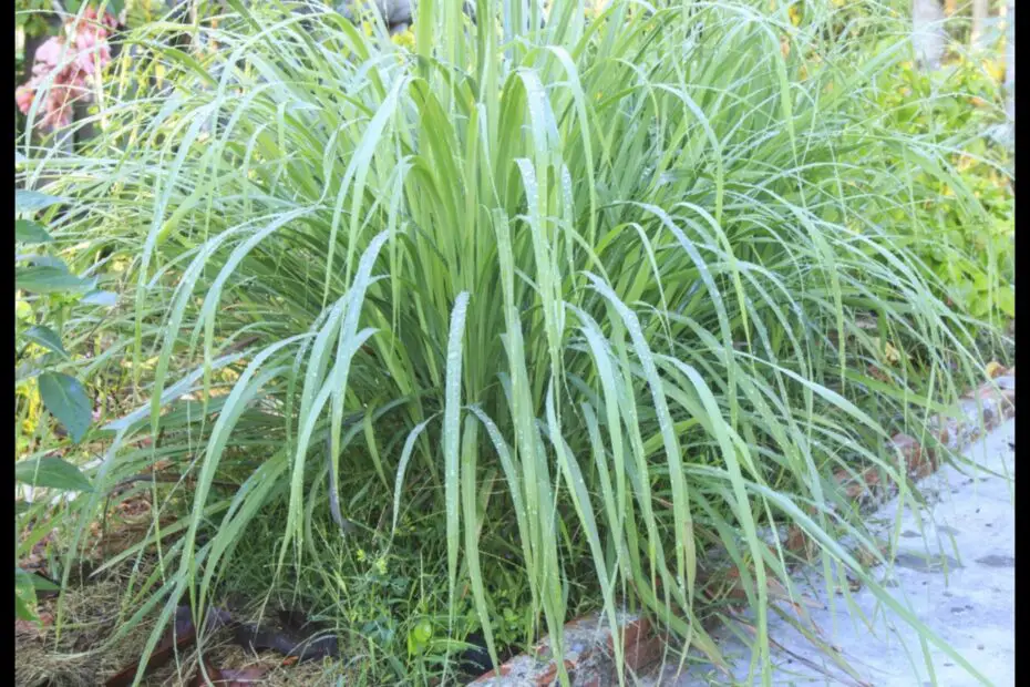 What to Plant with Lemongrass the Best Companion Plants