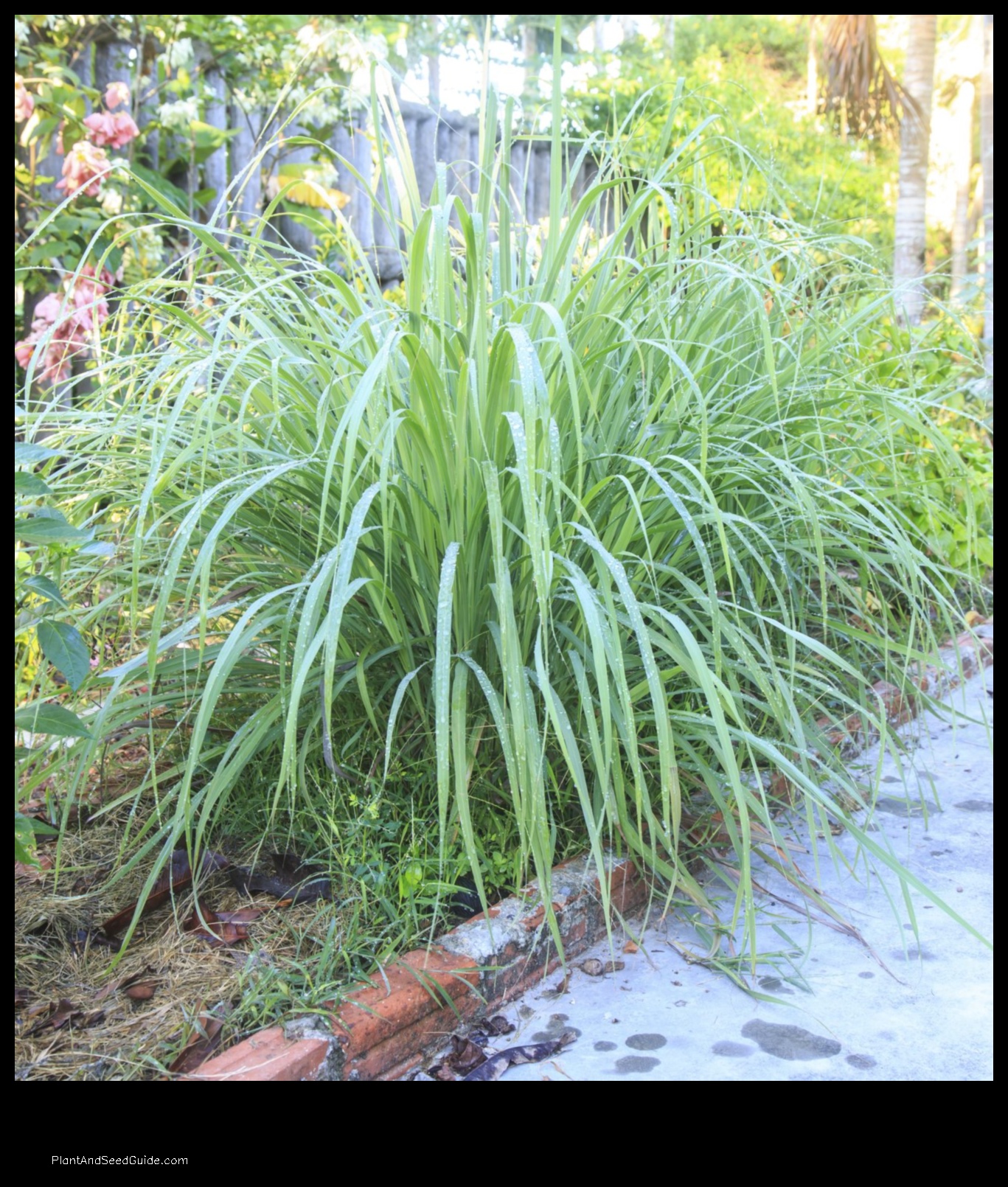 what to plant with lemon grass