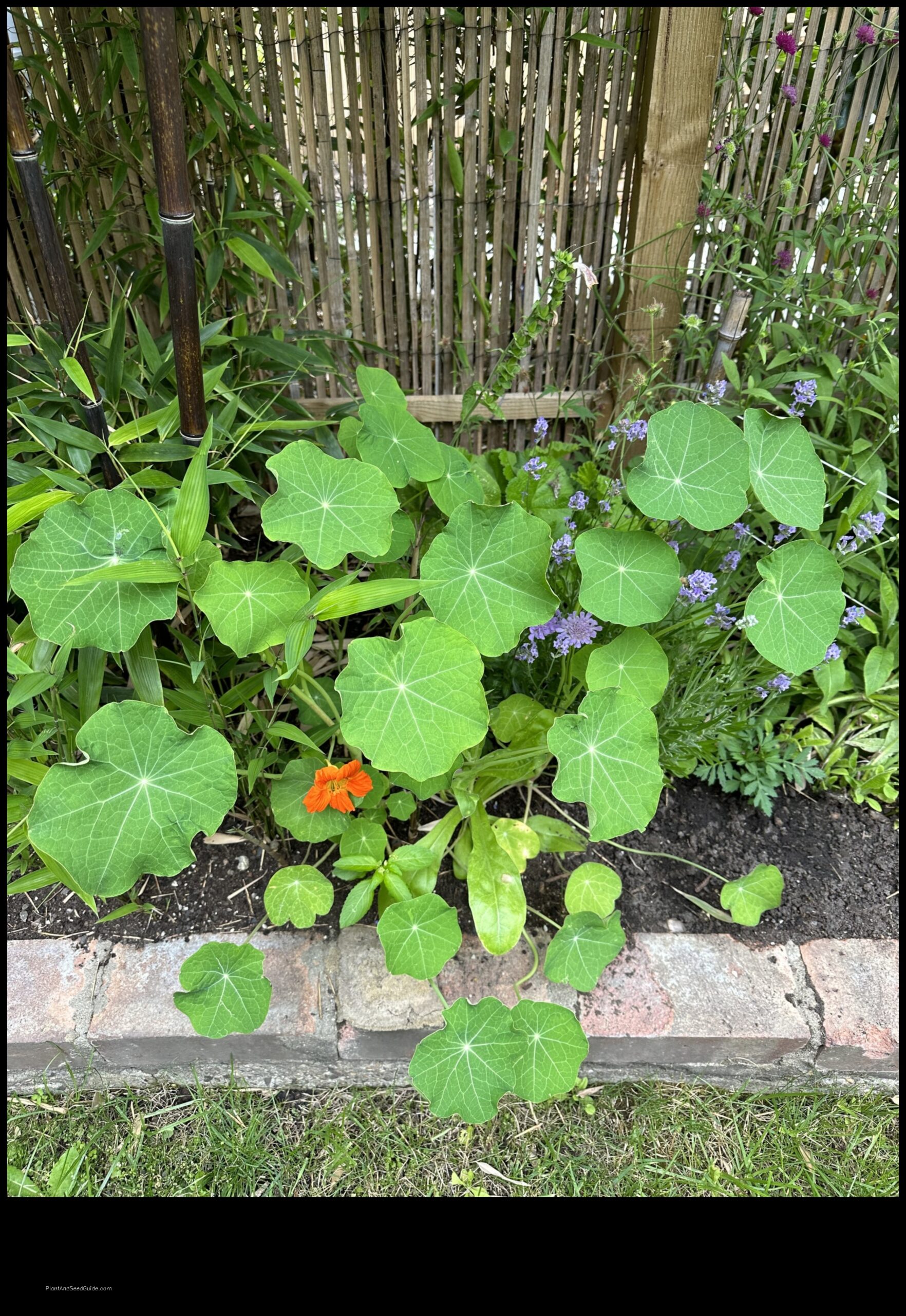 what to plant with nasturtiums