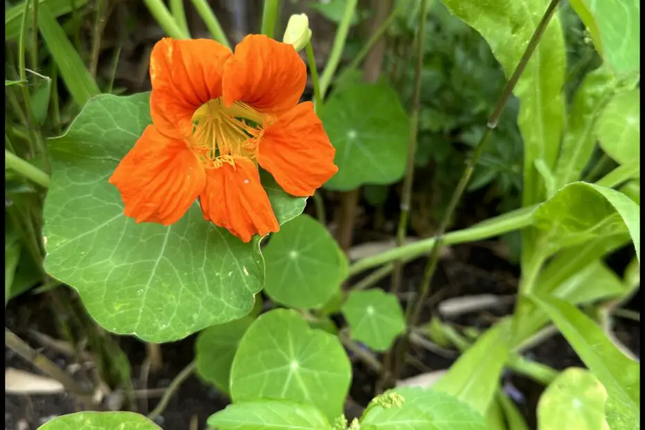 What to Plant with Nasturtiums the Ultimate Guide