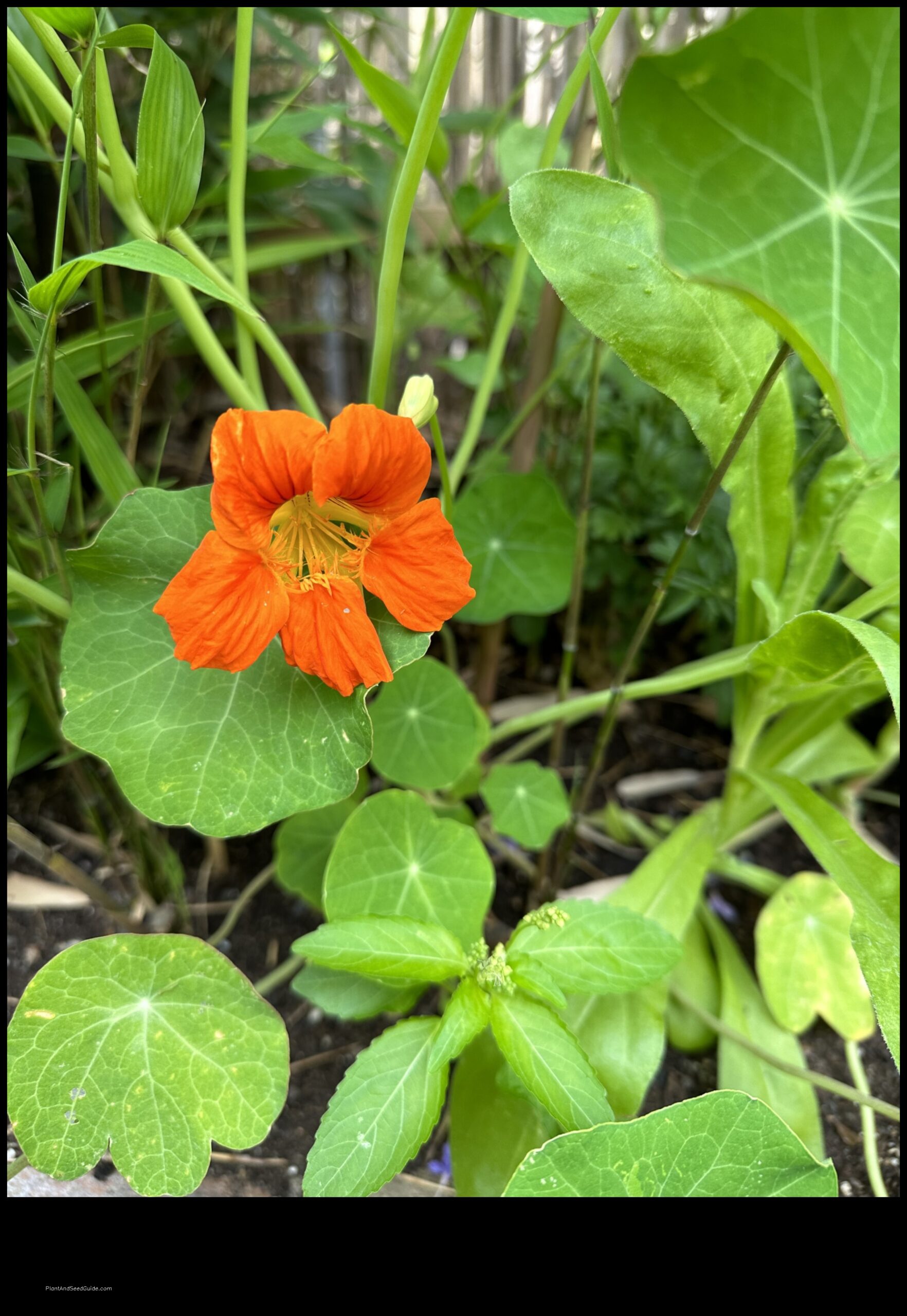 what to plant with nasturtiums
