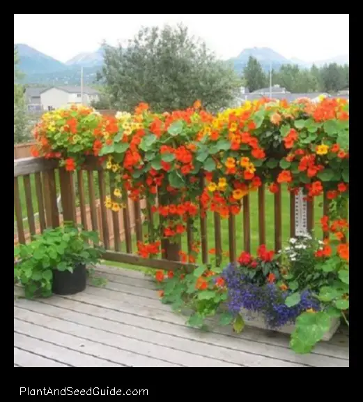 what to plant with nasturtiums in hanging basket