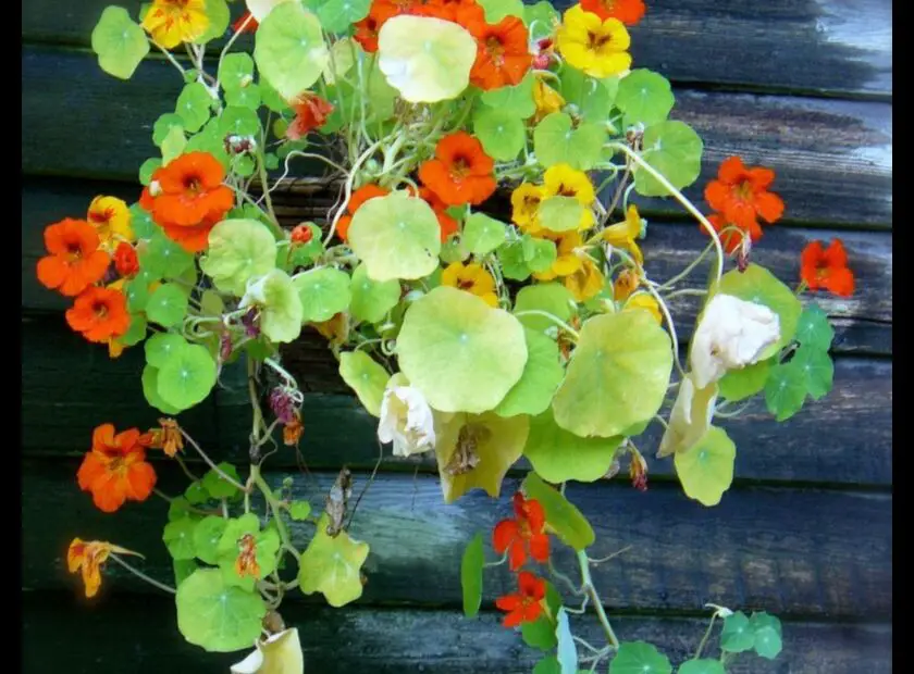 What to Plant with Nasturtiums in a Hanging Basket