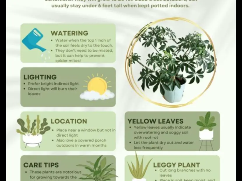 Whats Killing Your Umbrella Plant a Guide to Common Problems and Solutions
