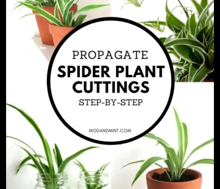 When Will My Spider Plant Have Babies a Guide to Spider Plant Propagation