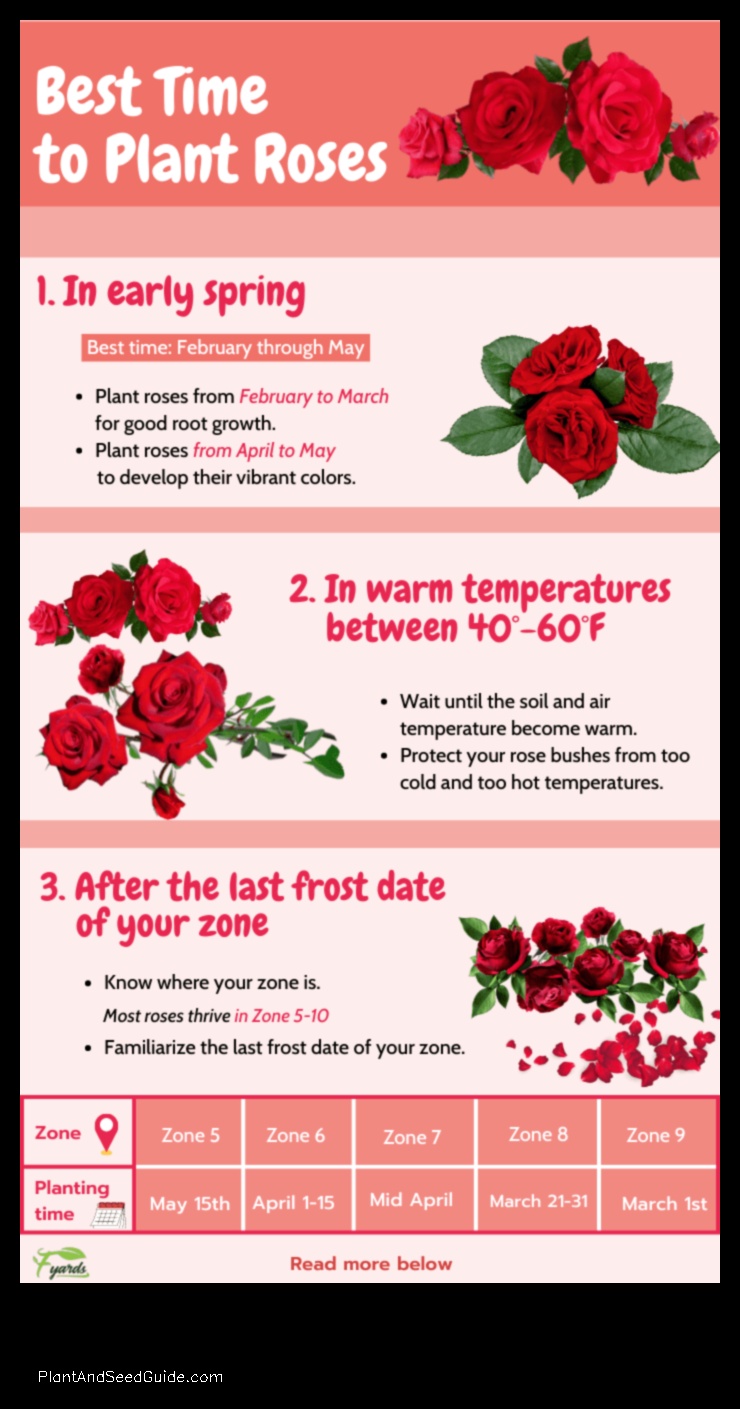 when is the best time to plant roses in california
