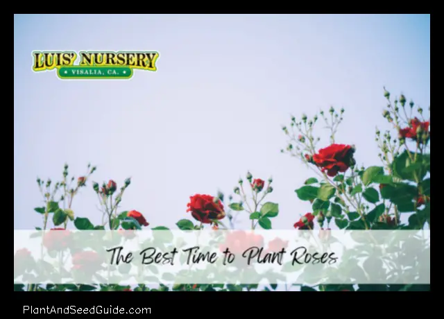 When is the Best Time to Plant Roses in California