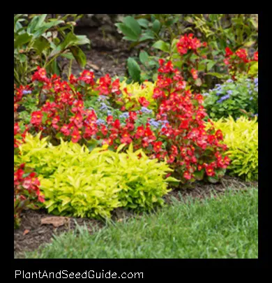 When to Plant Annuals in Michigan a Guide for the Perennial Gardener