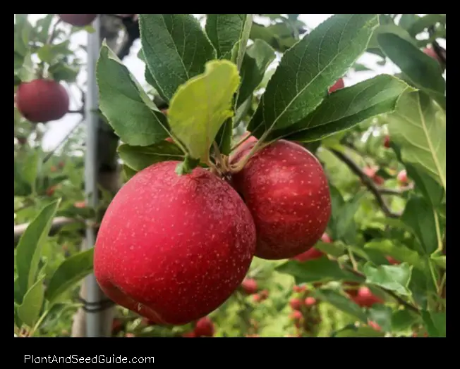 when to plant apple trees in virginia