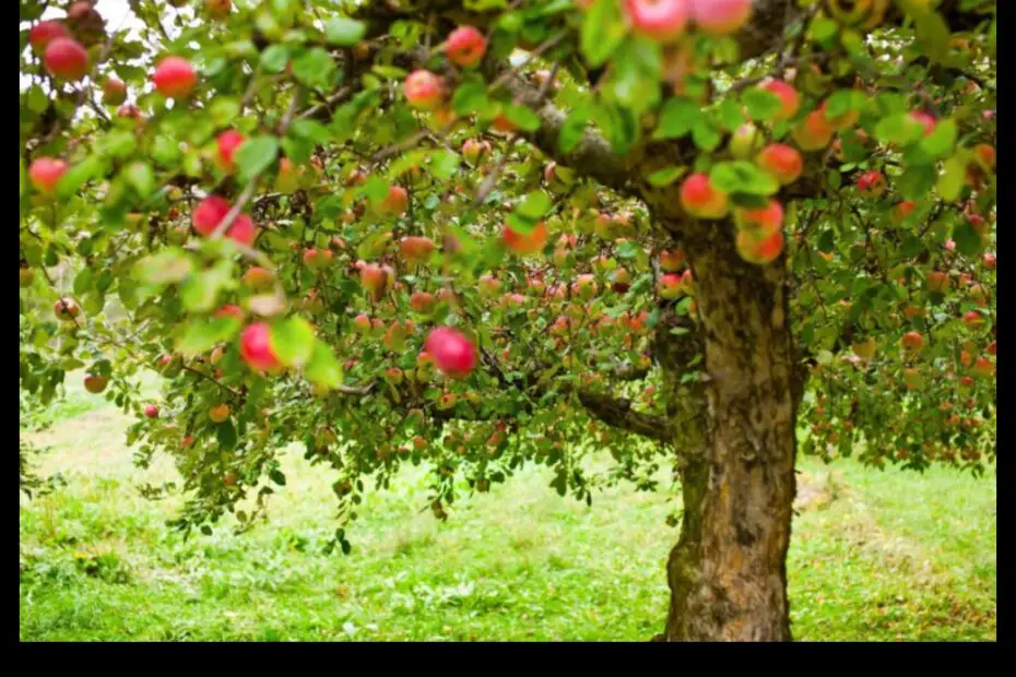When to Plant Apple Trees in Virginia a Guide for the Home Gardener