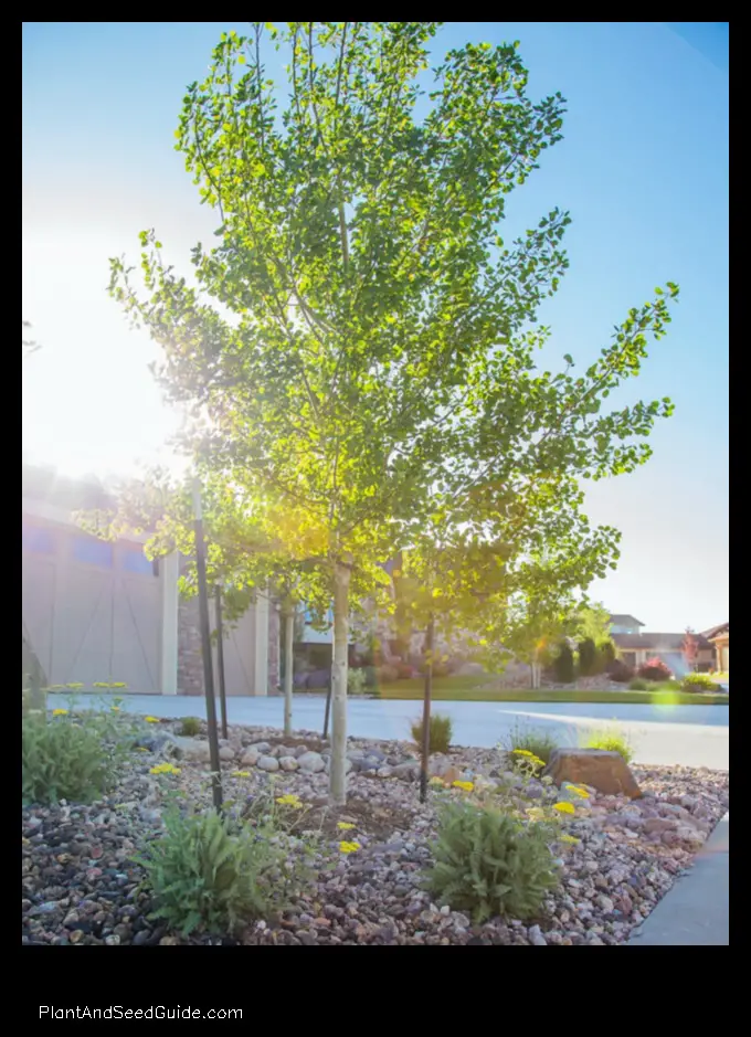when to plant aspen trees in colorado