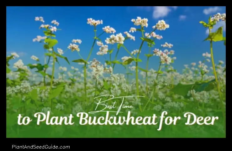 When to Plant Buckwheat in Michigan a Guide for Gardeners