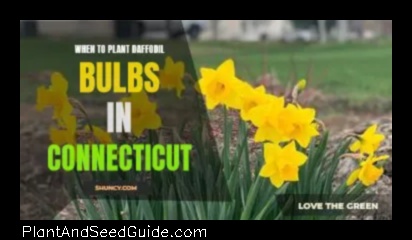 when to plant bulbs in ct