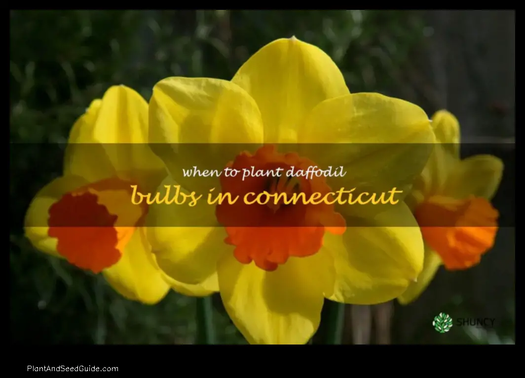 when to plant bulbs in ct